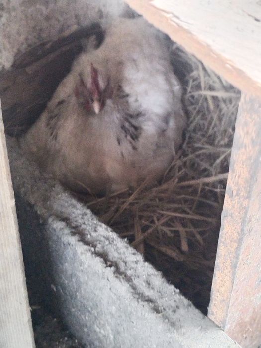 Продам курочек квочек