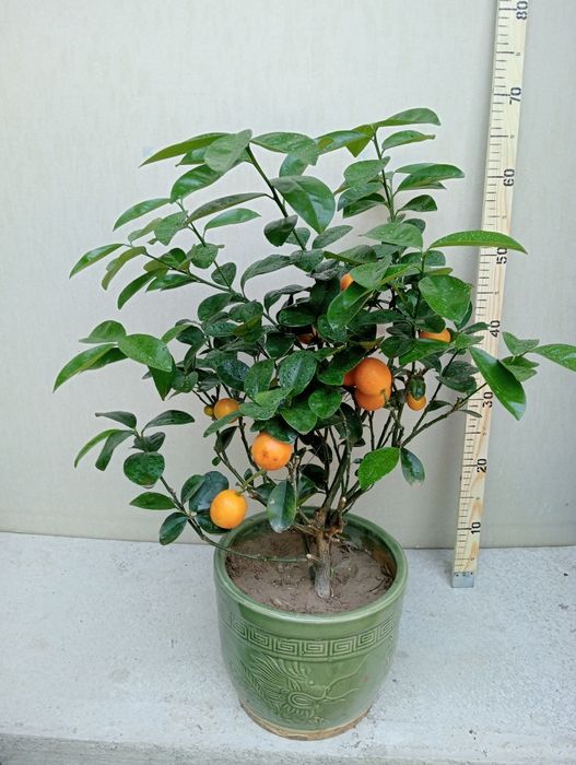 Мандарин кучати хосили билан