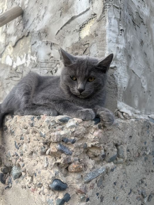 русская голубая кошка