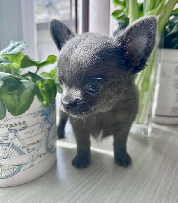 Топ Синьо Мини Чихуахуа Момче