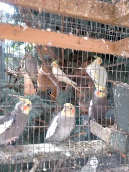 Попугай Карелла продам