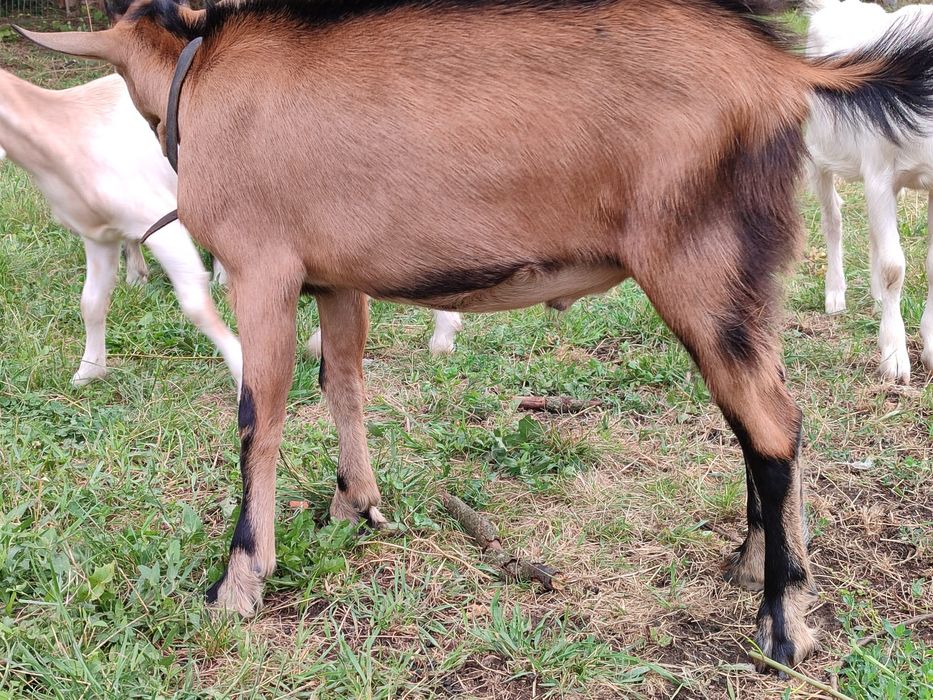 Tap tânăr, sănătoas și viguroas – ideal pentru reproducere sau turma