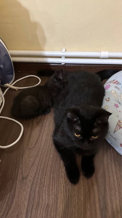 Продается шотландские котята