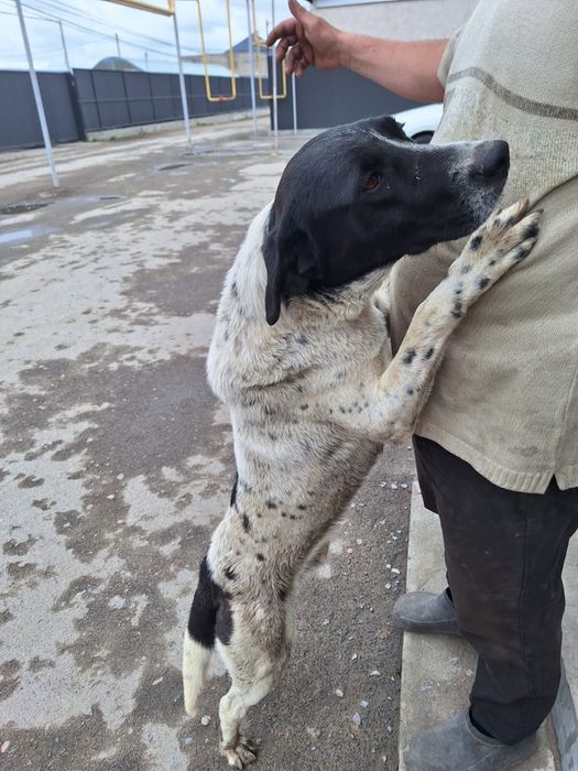 Собака.Мальчик. Бесплатно