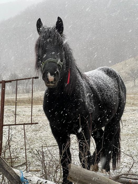 De vânzare mânz de 3 ani sau ofer spre montă!