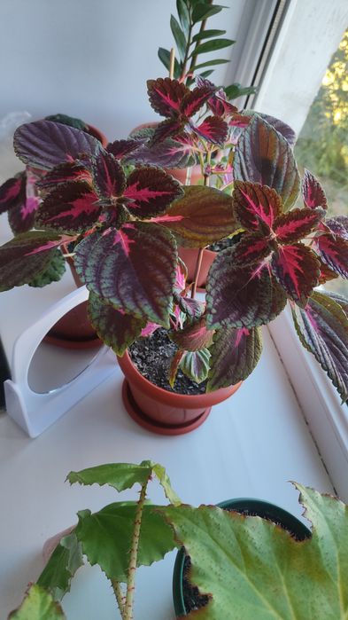 Продам комнатные растения