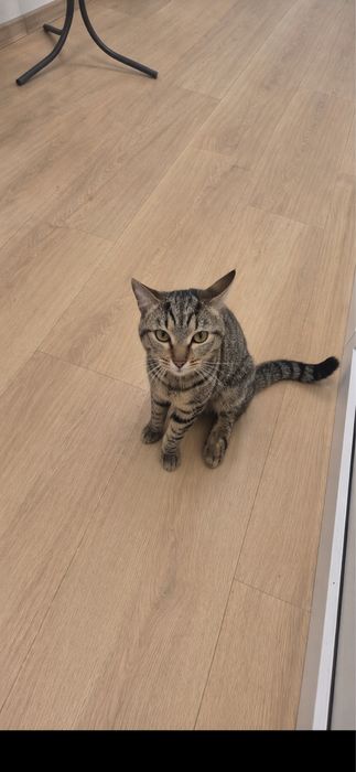 Котик ТАББИ ищет семью. 10 месяцев