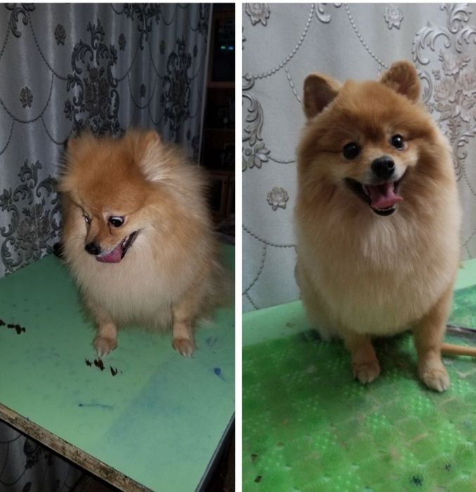 Стрижка собаки..