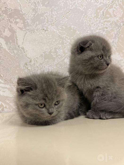 Zotli mushuklar sotiladi nasl olsa boʻladi
