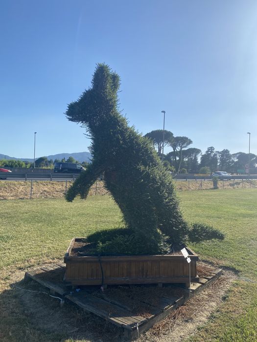 Plante aduse la comandăl