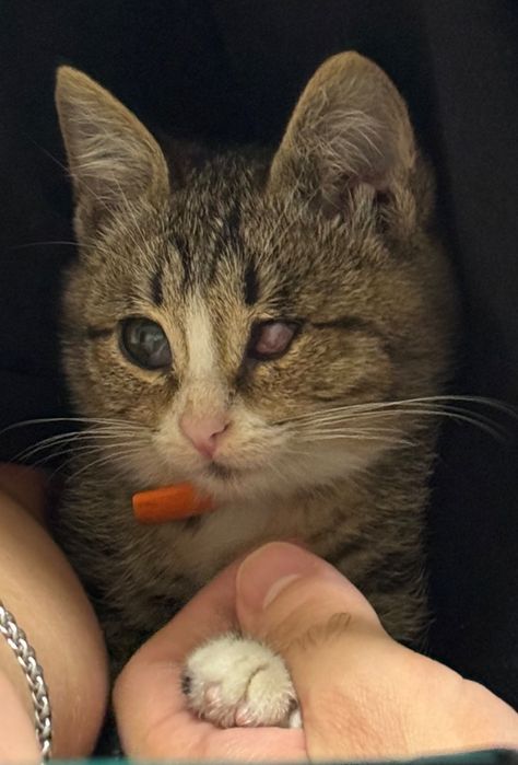 Котенок ищет дом