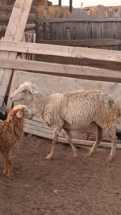 Жақсы қойлар асырағанға