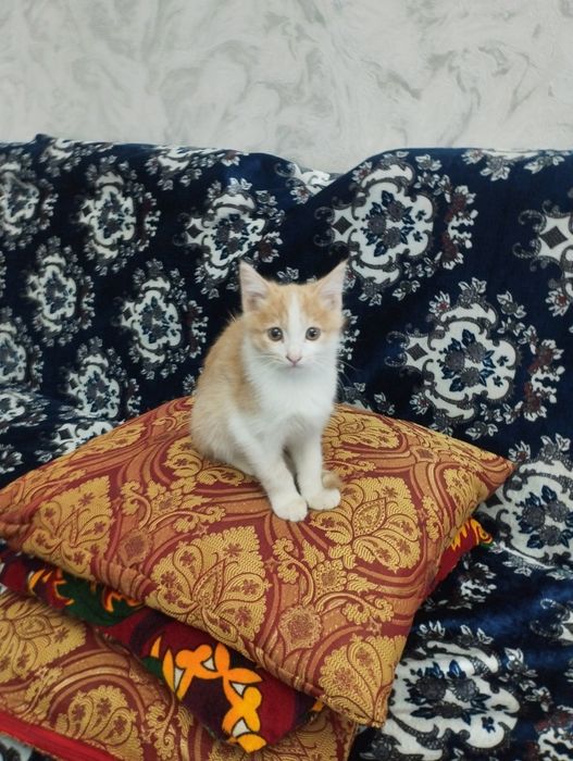 Отдам даром котят