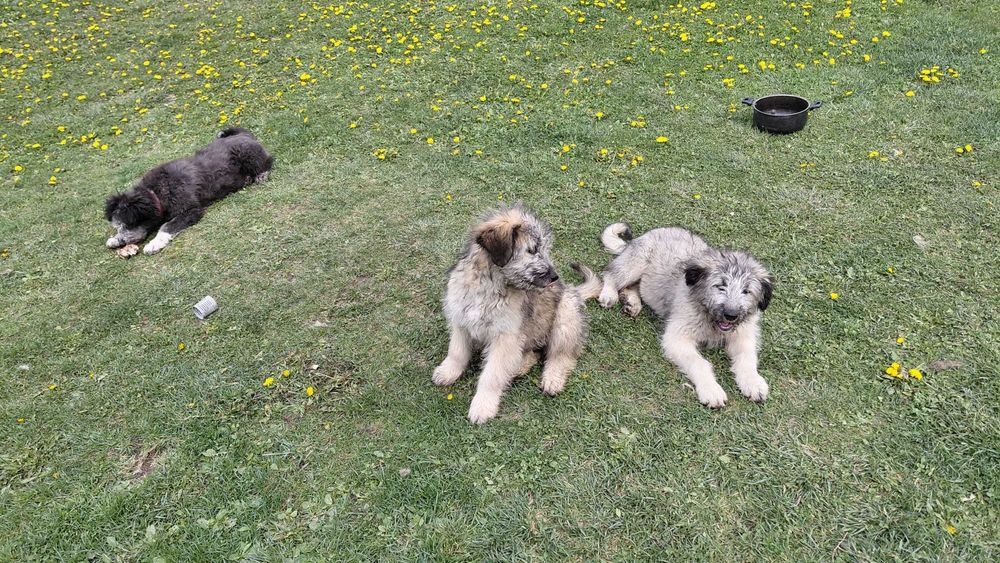 Donez cățeluse in vărstă de 3 luni