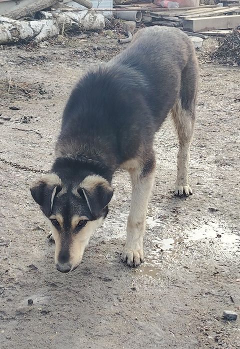 щенок 8 месяц безплатно