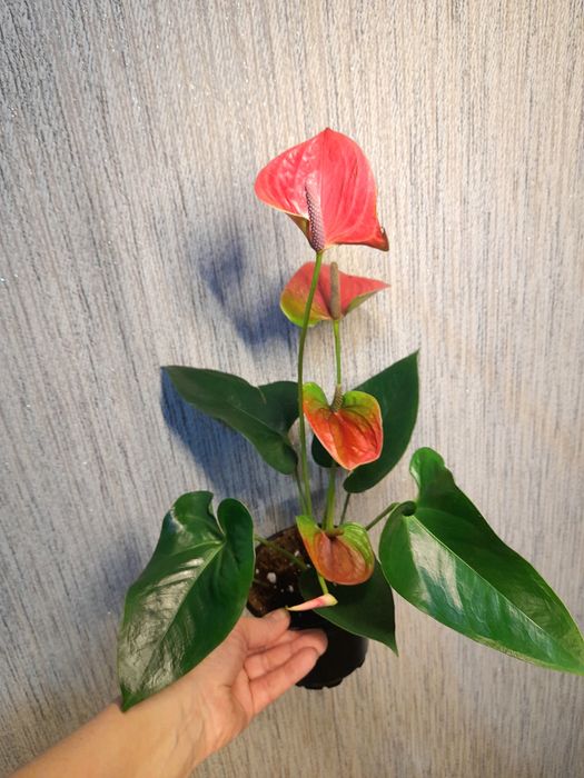 Продам Антуриумы,Диффенбахия Рефлектор