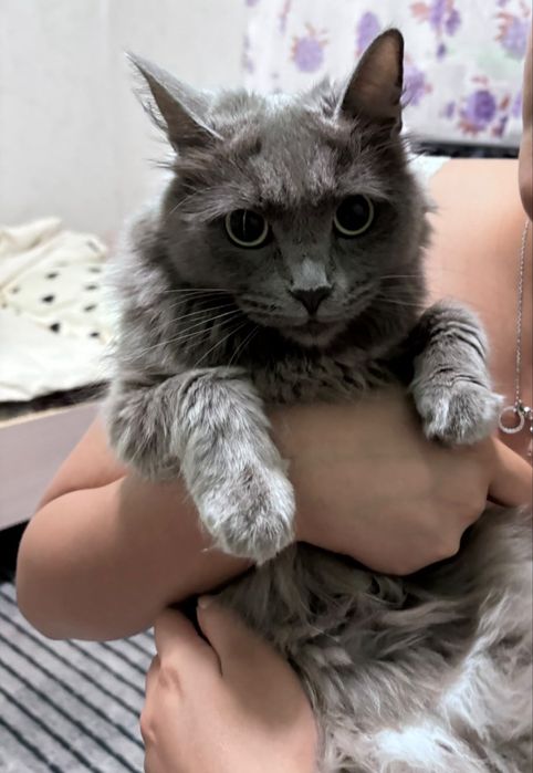 Отдам кошку в добрые руки