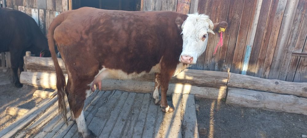 Продам корову с теленком