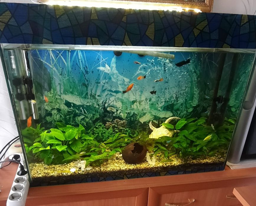 Отдам аквариум с рыбками