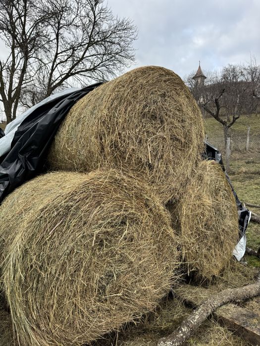 Vând baloți rotunzi de fân