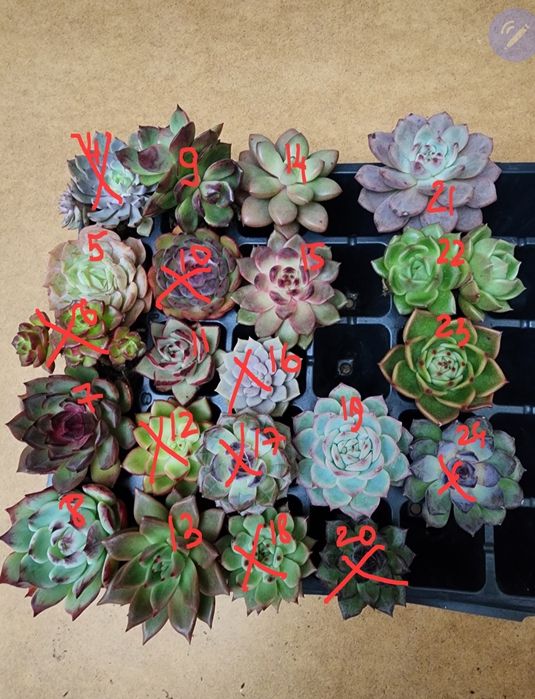 Суккуленты комнатные