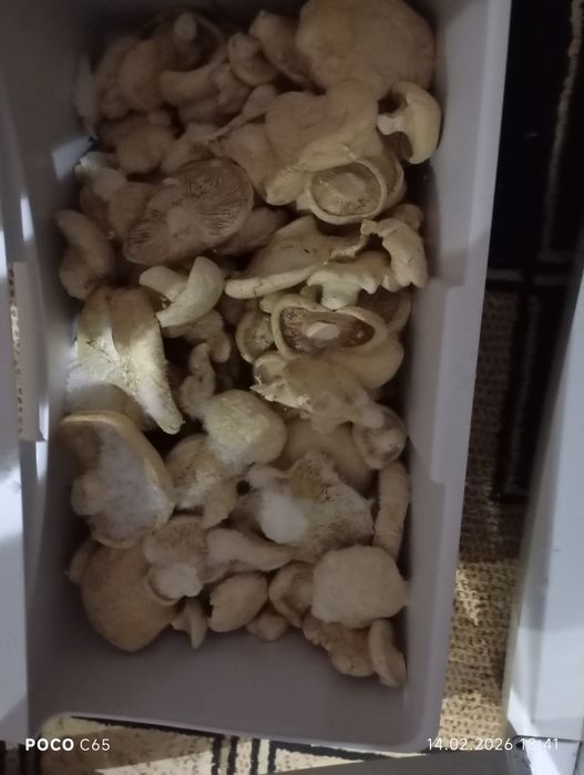 Комнатные цветы ,  грибы