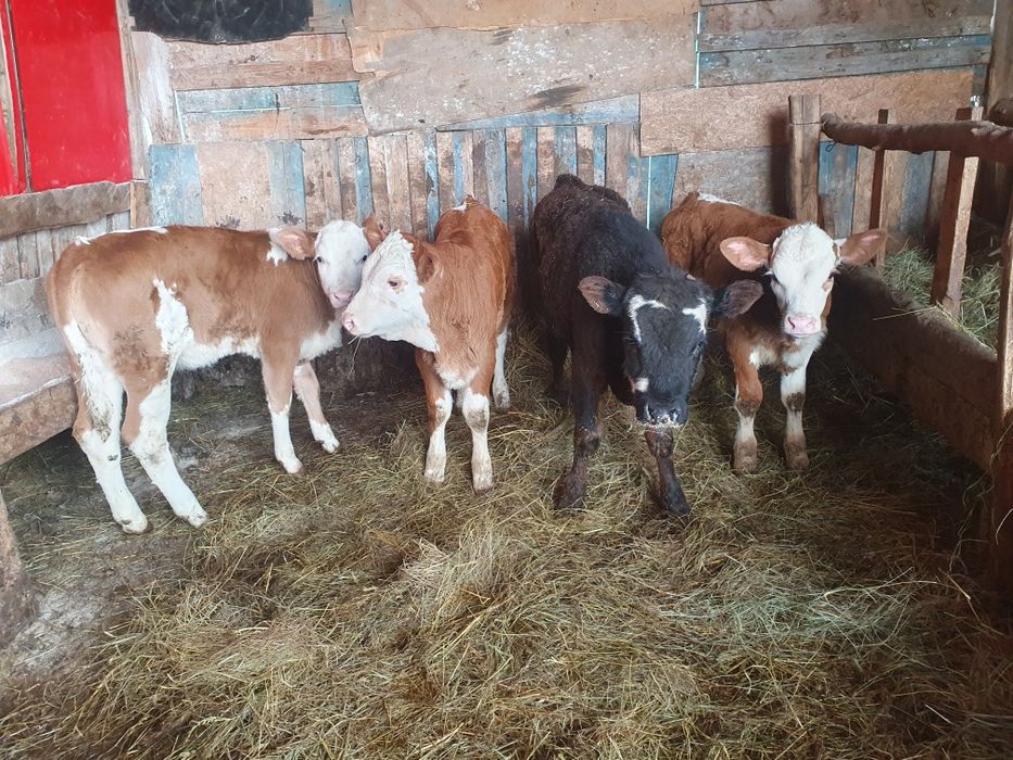 Vand vitele si 2 taurasi