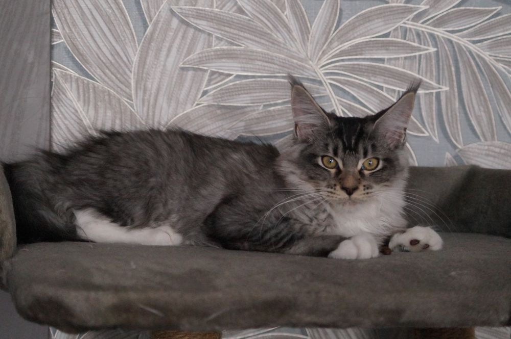 Мейн кун, котята 4 месяца