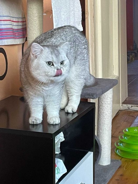 Продавам британски котки