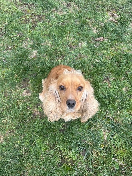 Кокер шпаньол