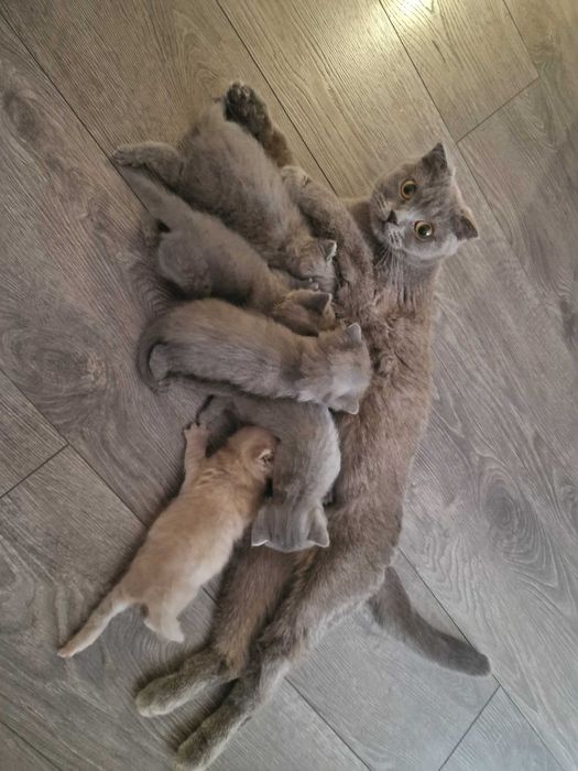 Шотландски клепоухи