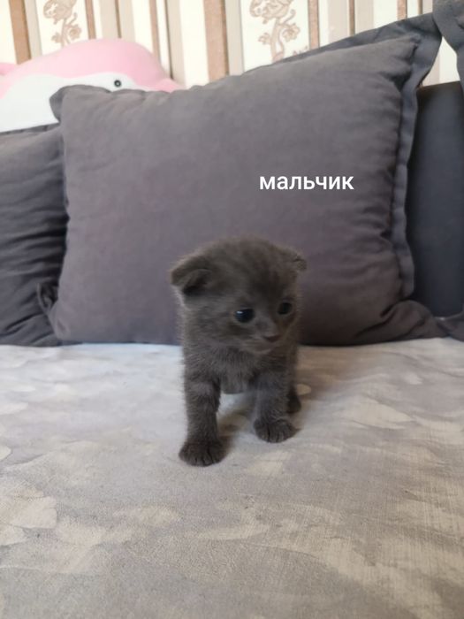 Продам котят Британцы