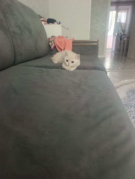 Продам породистого котёнка!