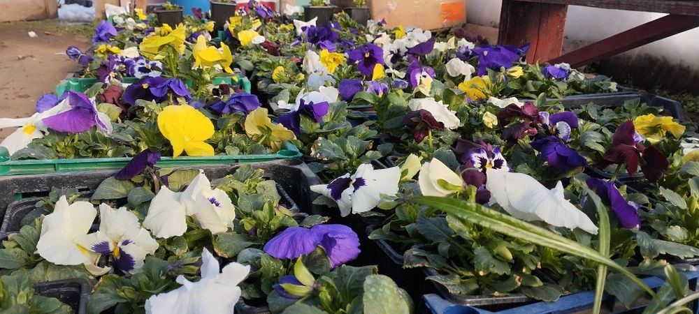 Продавам теменужки