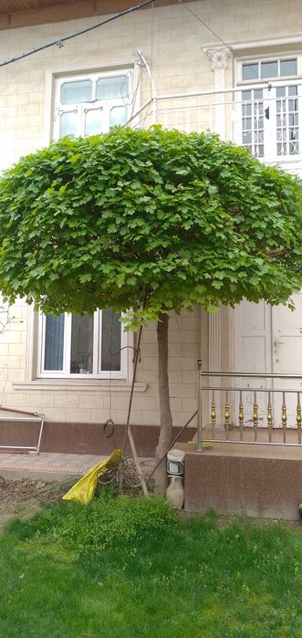 Сирень Индийкий. .   Гибискус красное белое   . Штамп  роза