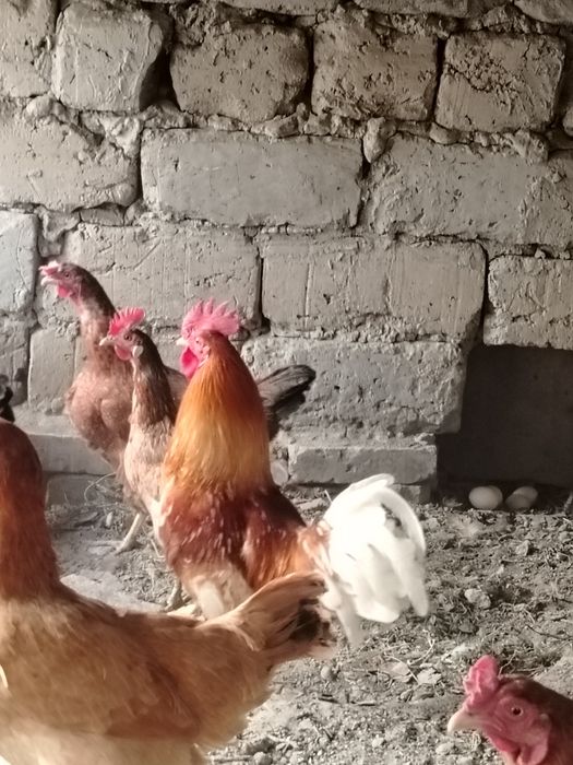 Xuro'z sotildi chiroyli katta 2 ta 350