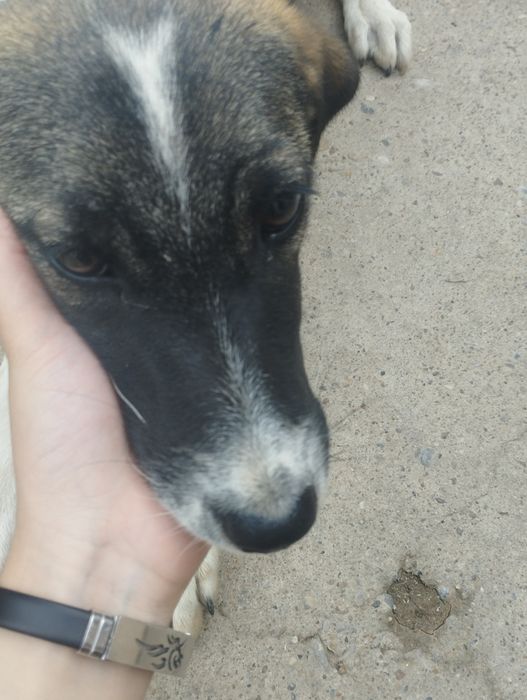 в добрые руки щенок