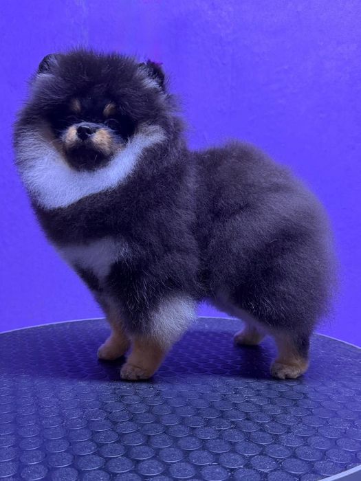 Щенок померанского шпица