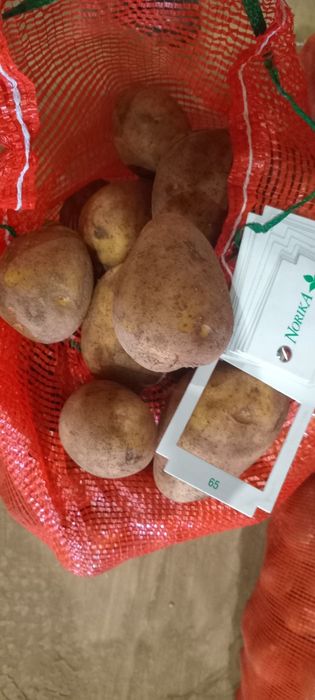 Картошка тендерная сорт Гала 60 тг