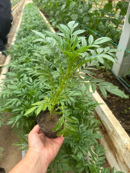 Бархат. Шафран. Голландский сорт.