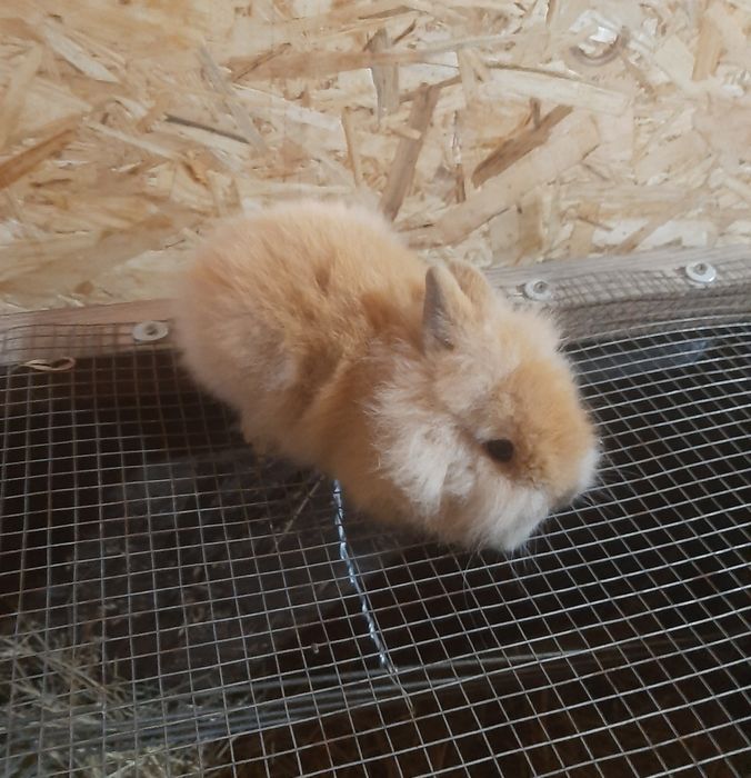 Iepurași cap de leu