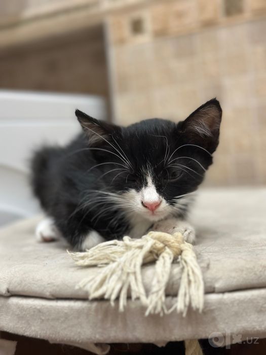 Отдается Котенок девочка