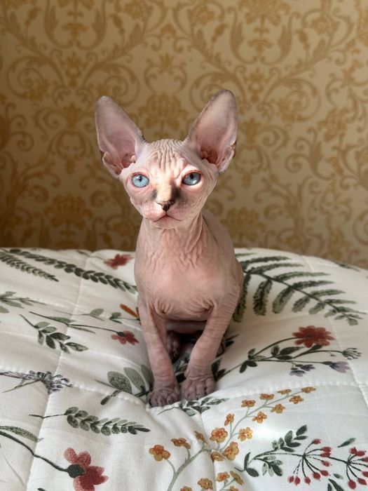 Котята канадского сфинкса