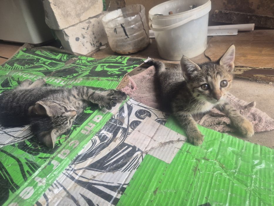Котятам нужен дом