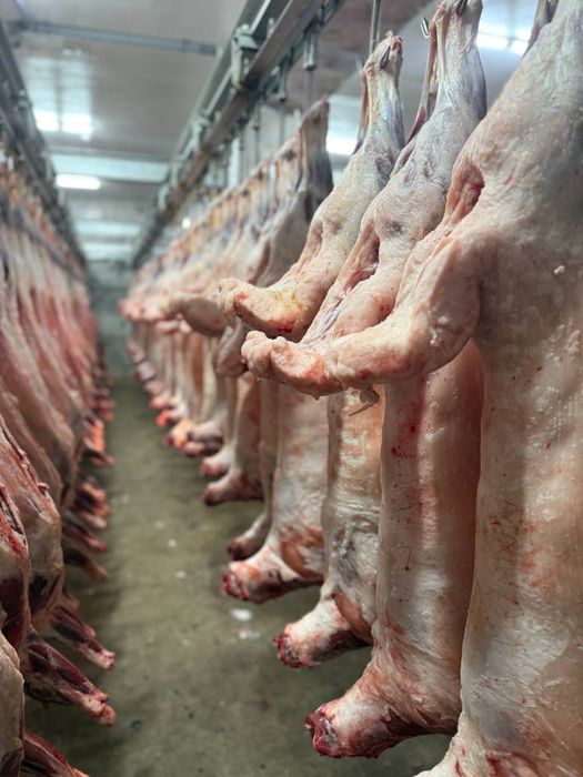 Halol muzlatilgan mol gowt suyaksiz