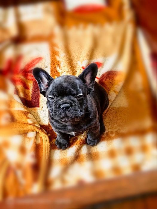 Френски булдог ,момчето и момиче.