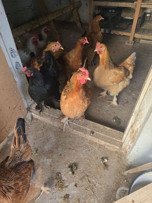 Курочек продам срочно домашних