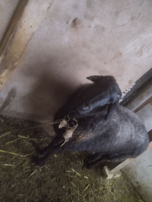 Qõy sotiladi tez sotiladi