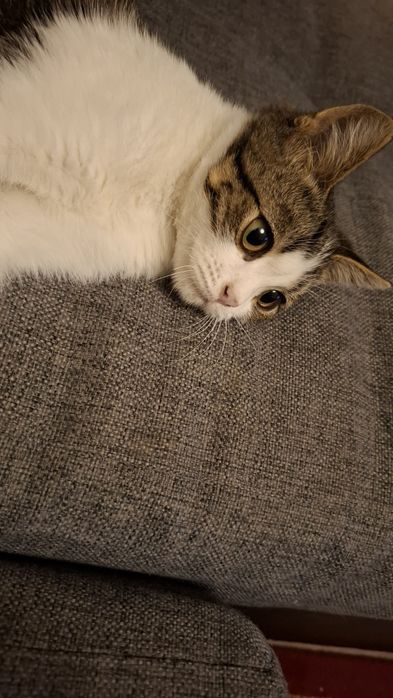 Котенок - красавец