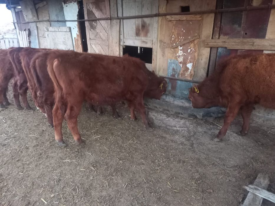 Баспақтар сатылады.